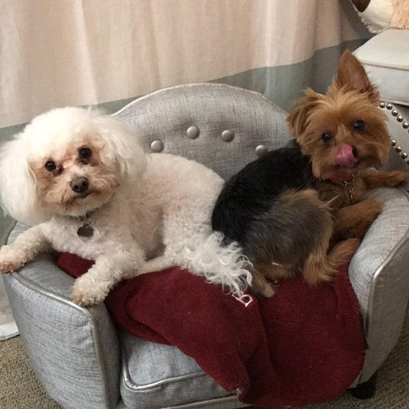 🐶🐾❤️ Meet your Posher, Ash ❤️🐾🐶 - Picture 3 of 4